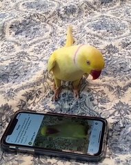 Indian Ringneck Loves Talking with Himself