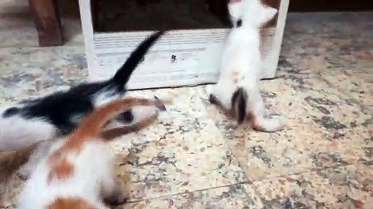 Father Cat Quietly sitting On Ground Watch His Six New Born Kitties