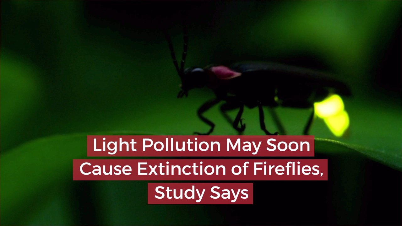 Fireflies Are Dying Off