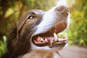 Dogs Could Be Crucial to Saving U.S. Citrus Trees from Incurable Bacteria