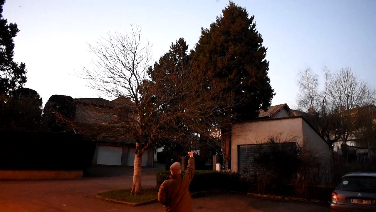 Effarouchement des étourneaux à Chauffailles