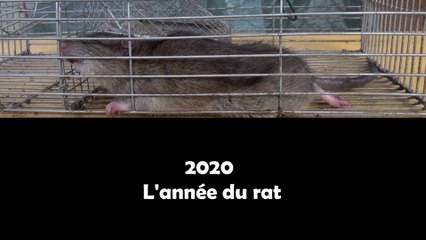 Un gros rat pris au piège