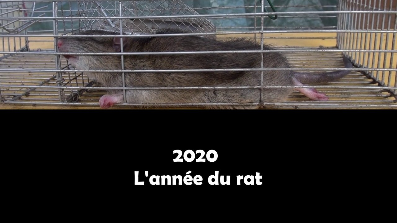 Un gros rat pris au piège