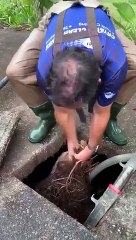 Ce qu'il retire de ce réservoir d'eau ressemble à un monstre... racines d'arbres