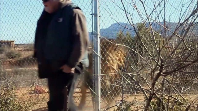 Ce lion a l'air très en colère contre ses soigneurs