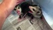 Ces bébés opossums sont très en colère
