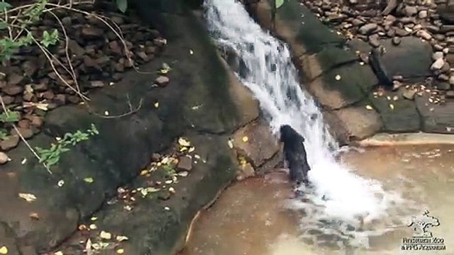 Cette petite loutre a transformé la chute d'eau en toboggan