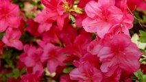 Top Tips To Help Your Established Azaleas Thrive
