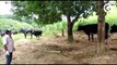 Vaqueiro enfrentou enchente para salvar 21 cabeças de gado