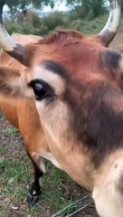 Pet Cows Playing Around