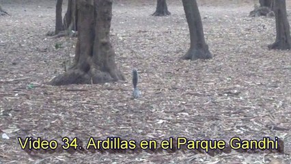 Vídeo 34. Ardillas en el Parque Gandhi