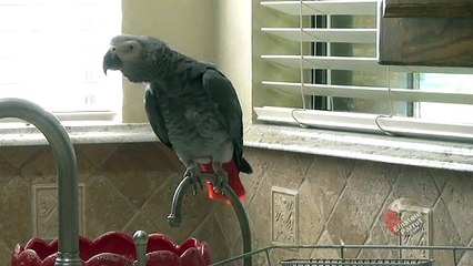 Parrot says God bless you when owner sneezes