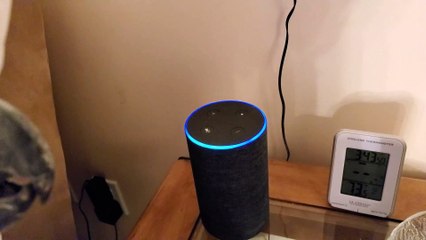 Funny Cockatoo Tries To Make Alexa Fart But Ends Up Ordering Them Instead