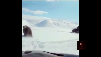 HOMBRES EN MOTONIEVE PERSIGUEN A OSO| CASI SALE MAL
