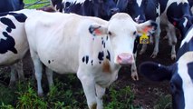 Google Street View Camera Catches Cows Getting Frisky