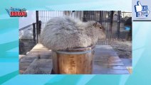 Cute and Adorable Capybaras Video Compilation | Nature is Amazing | Animal & Pets Viral Videos