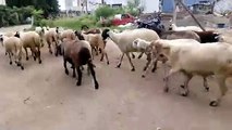 Indian sheep on the high street