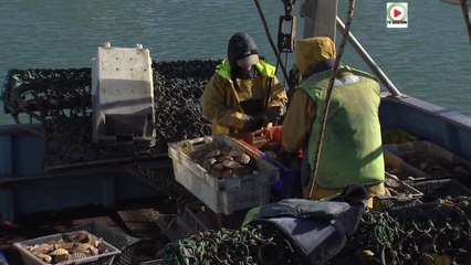 Quiberon |  Soleil et Coquilles Saint-Jacques |  TV Quiberon 24 /7