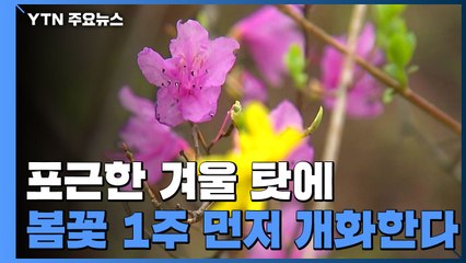 [날씨] 포근한 겨울 탓, 봄꽃 예년보다 1주일 일찍 개화 / YTN