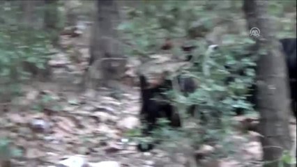 Toprağa gömülü patlayıcı bulunmasıyla ilgili iki şüpheli daha yakalandı