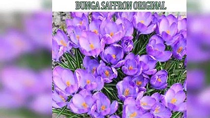 TERBAIK !! WA : +62 812-3252-2251 (Tsel),Jual Harga Bunga Saffron Samarinda Aceh,