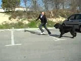 Jafrak Causing a commotion "Rocko" - Giant Schnauzer