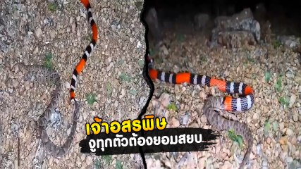 เปิดคลิป เจ้าอสรพิษ ราชาแห่งงู กินงูด้วยกันเป็นอาหาร ไร้ผู้ต่อต้าน