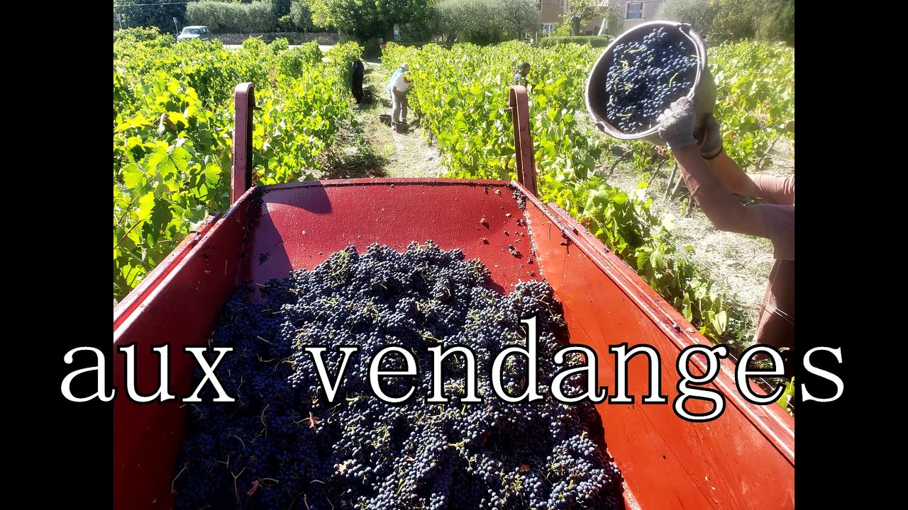 De la grappe à la commercialisation