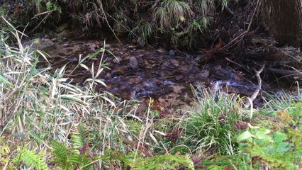 Relaxing Nature Sounds 031【Japan】