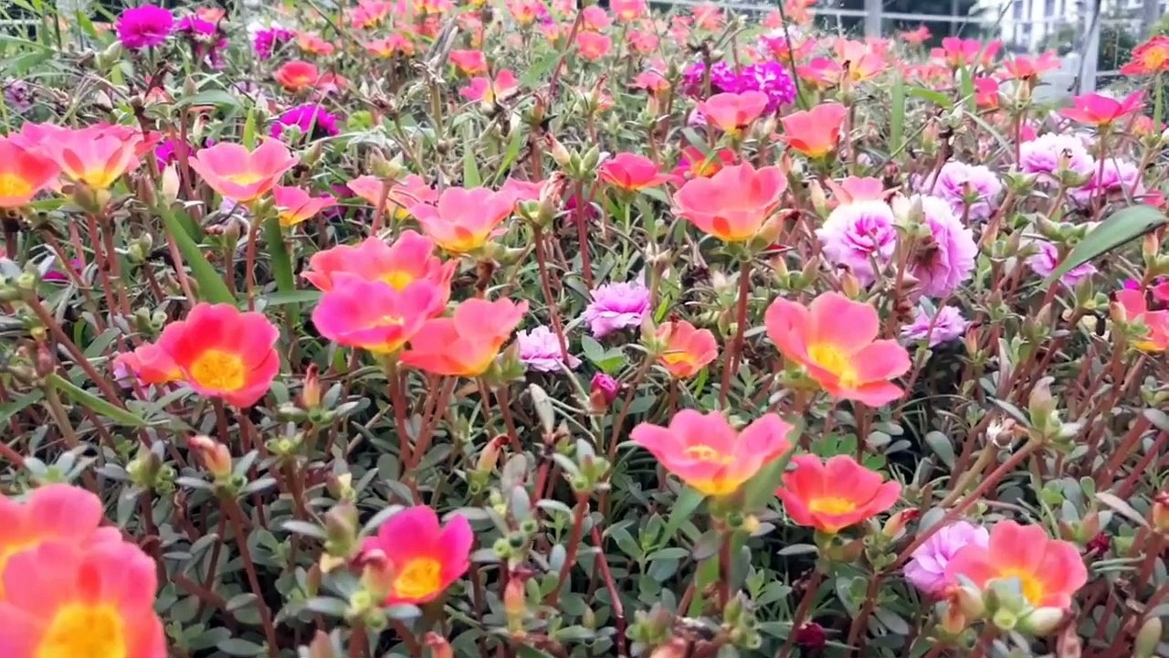 कृतज्ञता जताना एवं आभार वयक्त करना हीं सुखी एवं समृद्ध जीवन का आधार है....