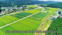 THE TOP BEAR AND TOP DOG OF AKITA, JAPAN-A PLACE TO PRESERVE THEIR HABITAT. A HELPFUL DISCOVERY [秋田]