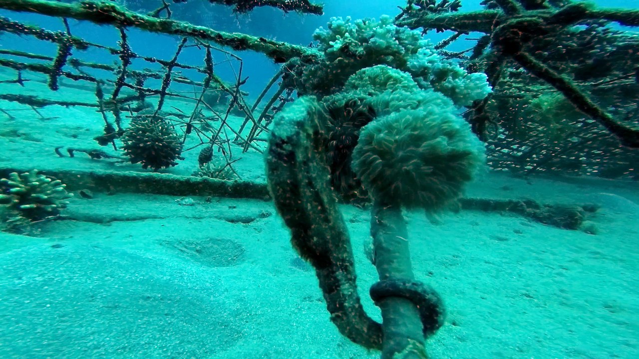 Hippocampus Sea ​​horse in the Red Sea