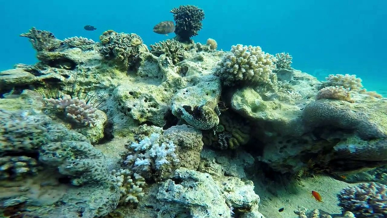 Coral reefs and water plants in the Red Sea
