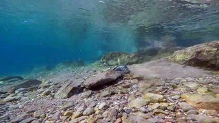 Fish swim in the Red Sea