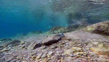 Fish swim in the Red Sea