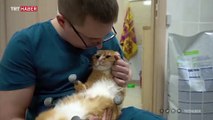 Patileri ampute edilen kedinin yardımına teknoloji yetişti