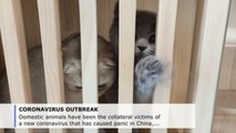 Pets are collateral victims of coronavirus in China