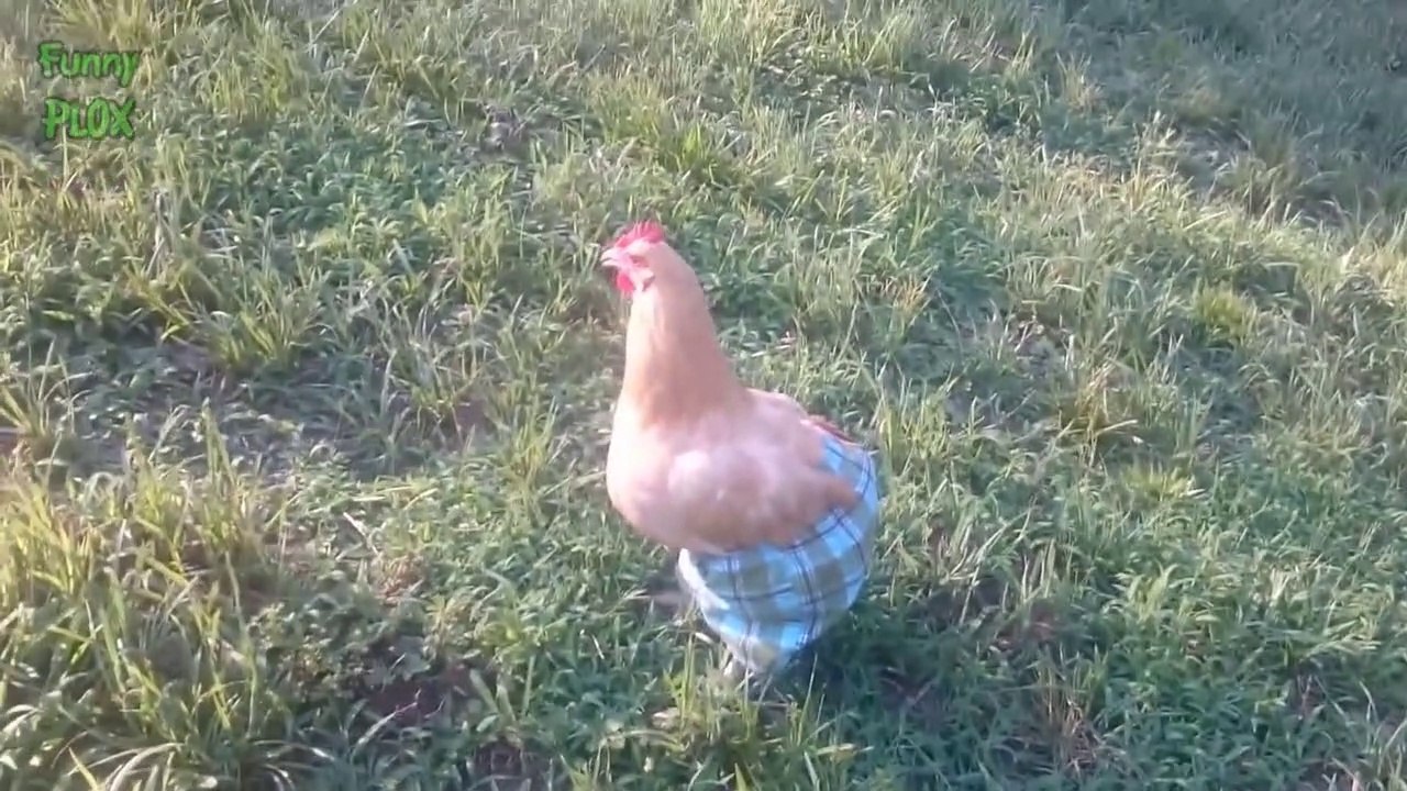 Chickens Wearing Pants Funny Chicken Videos video Dailymotion