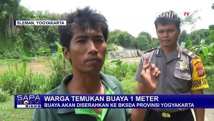 Buaya Akan Diserahkan ke BKSDA Provinsi Yogyakarta