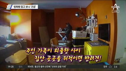 방화범 알고 보니 ‘견공’
