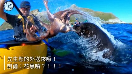 CollectionVideo-petmao_curation-petsmao.nownews-copy4-PetsMaoParser-2020/02/07-09:30