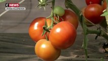 Un virus menace les cultures de tomates