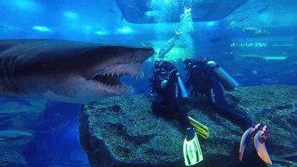 World Biggest Aquarium | Dubai Aquarium