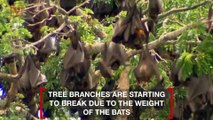 Hundreds of Thousands of Bats Wreak Havoc in Australian Town