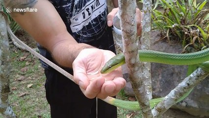 Thirsty snake drinks water from hiker's palm during drought in Thailand