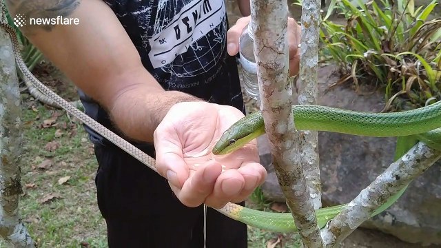 Thirsty snake drinks water from hiker's palm during drought in Thailand