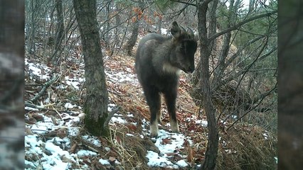 대구 인근 야산에서 천연기념물 산양 발견 제보...조사 착수 / YTN