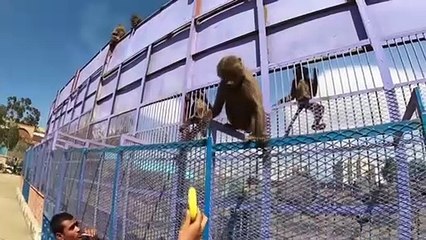 حدائق الحيوان في اليمن تصارع من أجل البقاء