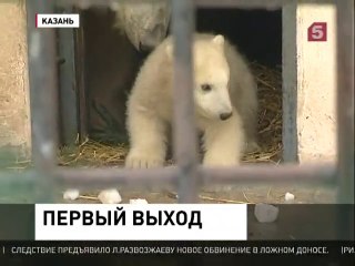 カザン市動物園でホッキョクグマの赤ちゃん誕生 (Mar.21  2013)