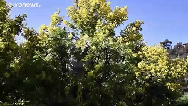 Италия: время мимозы